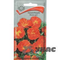 Эшшольция Маков Цвет Поиск Ц