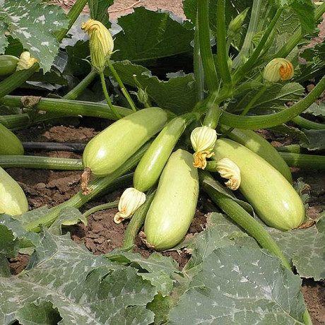 Кабачок Искандер (500шт) Маринда/Seminis