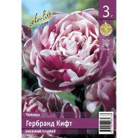 Тюльпан Гербранд Кифт 11/12 3 шт