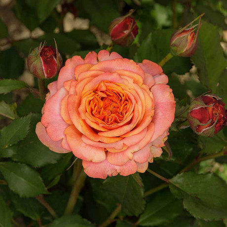 Роза шраб Ла Вилла Котта Садовита