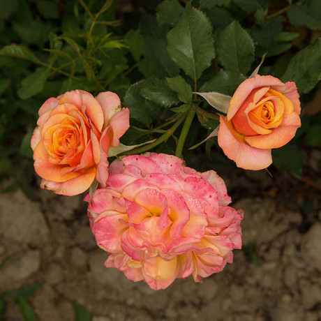 Роза шраб Ла Вилла Котта Садовита