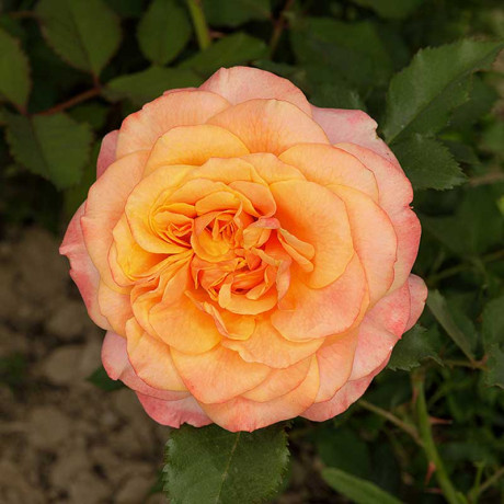 Роза шраб Ла Вилла Котта Садовита