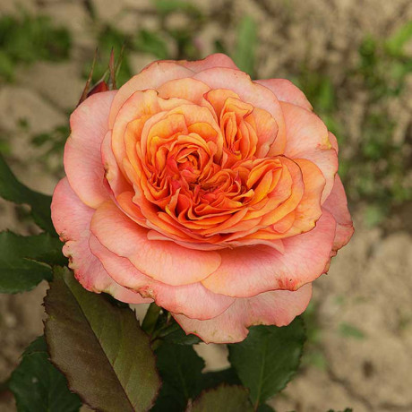 Роза шраб Ла Вилла Котта Садовита