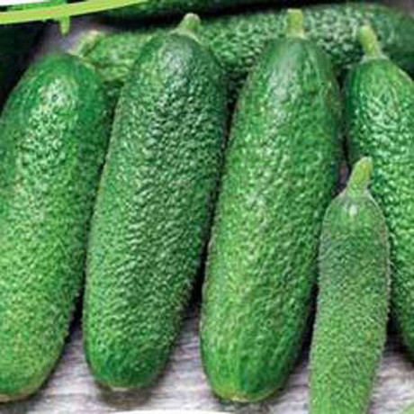 Огурец Трилоджи F1 250шт RZ