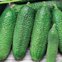 Огурец Трилоджи F1 250шт RZ