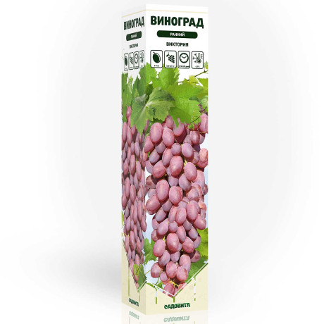 Виноград Виктория ранний Садовита