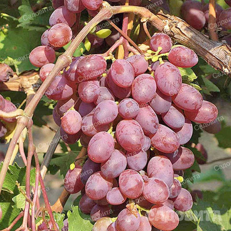 Виноград Виктория ранний Садовита