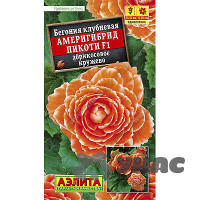 КОМ Бегония Америгибрид пикоти абрикосовое кружево Аэлита Ц