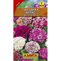 Гвоздика Турецкая Атлас махр.смесь Аэлита Ц