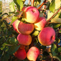 Яблоня Услада (семенной подвой) Садовита