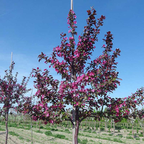 Яблоня Скарлет декоративная Садовита
