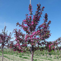 Яблоня Скарлет декоративная Садовита