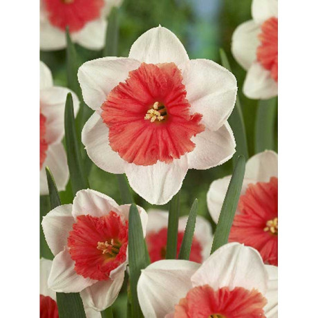 Нарцисс Риот 12/14 2 шт