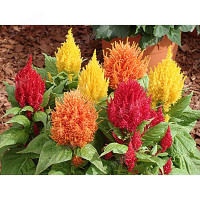 Целозия Пампас НК Ц