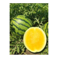 Арбуз Стартап Семко Ц