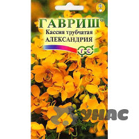 КОМ Кассия Александрия Гавриш Ц