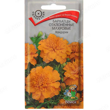 Бархатцы Мандарин Поиск Ц