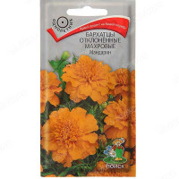 Бархатцы Мандарин Поиск Ц