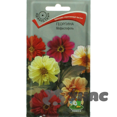 Георгин Мефистофель Поиск Ц
