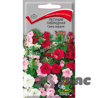 Петуния Смесь окрасок гибридная Поиск Ц