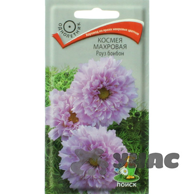 Космея Роуз Бонбон махровый Поиск Ц