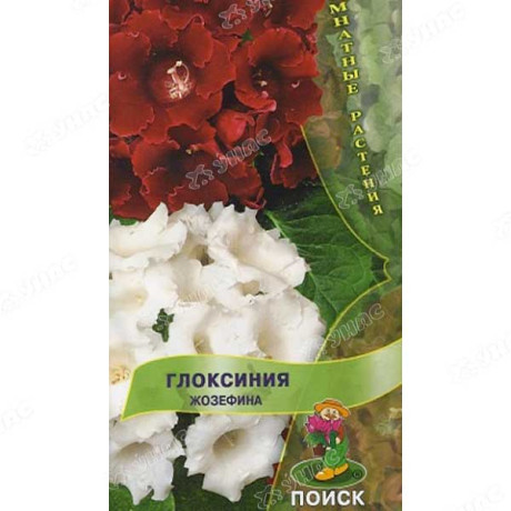 КОМ Глоксиния Жозефина Поиск Ц