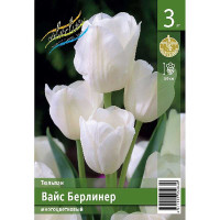 Тюльпан Вайс Берлинер 11/12 2 шт