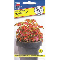 Семена Колеус Колоча Роуз Престиж Ц