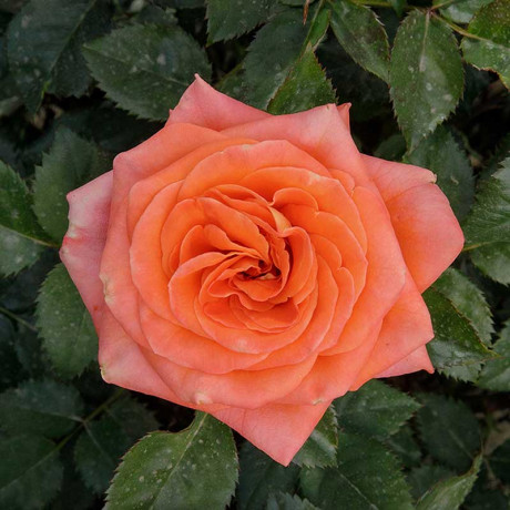 Роза шраб Эмильен Гийо Садовита