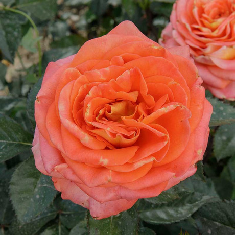 Роза шраб Эмильен Гийо Садовита