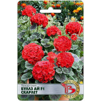 Пеларгония Буллз Ай Скарлет Биотехника Ц