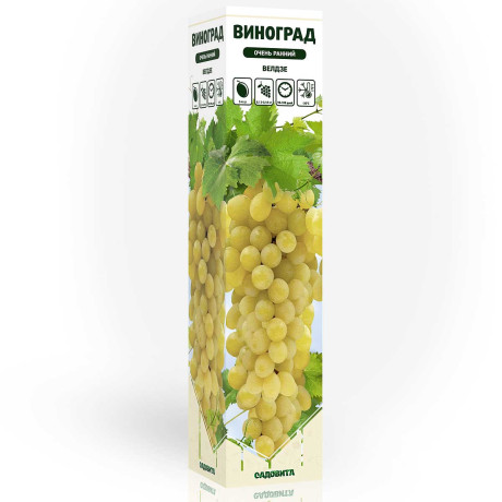 Виноград Велдзе очень ранний Садовита