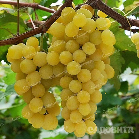 Виноград Велдзе очень ранний Садовита