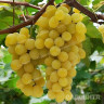 Виноград Велдзе очень ранний Садовита