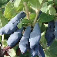 Жимолость Гордость Бакчара Садовита