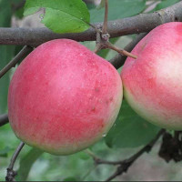 Яблоня Свежесть (полукарлик) Садовита