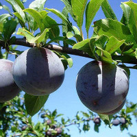 Слива Ренклод Мичуринский Садовита