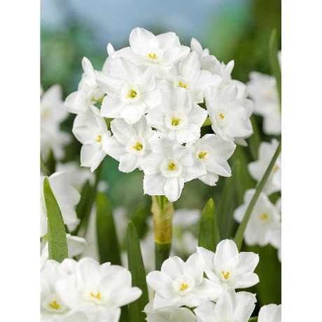 Нарцисс Паперуайт 12/14 2 шт