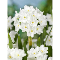 Нарцисс Паперуайт 12/14 2 шт