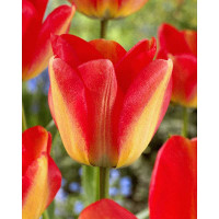 Тюльпан Американ Дрим 11/12 3 шт