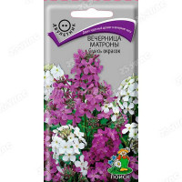 Вечерница Матроны Смесь окрасок Поиск Ц