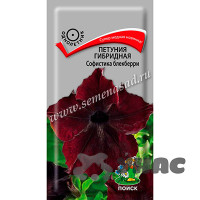 Петуния Софистика Блекберри Поиск Ц