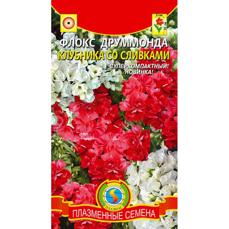 Флокс Клубника со сливками махр. Плазма Ц