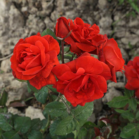 Роза чайно-гибридная Терракота Садовита