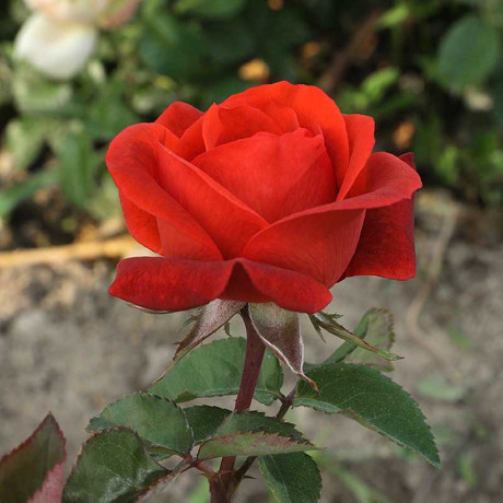 Роза чайно-гибридная Терракота Садовита