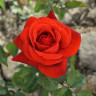 Роза чайно-гибридная Терракота Садовита