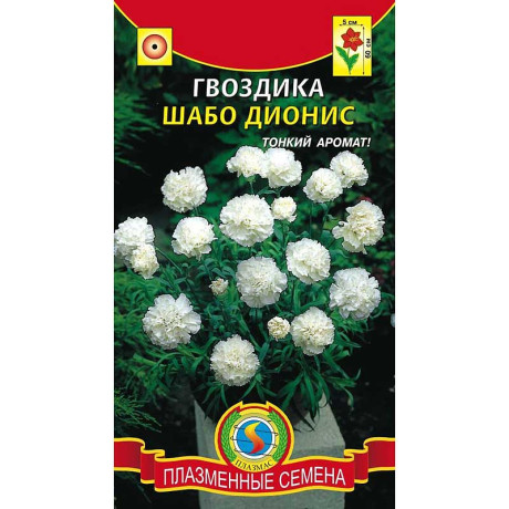 Гвоздика Шабо Дионис  Плазма Ц