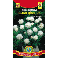 Гвоздика Шабо Дионис  Плазма Ц