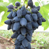 Виноград Викинг очень ранний Садовита