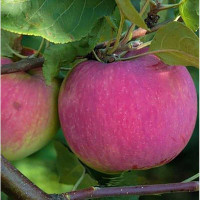 Яблоня Мелба (Мельба) (полукарлик) Садовита